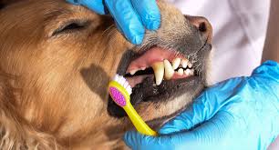 7 Best Vet Recommended Dental Chews for Dogs in 2025