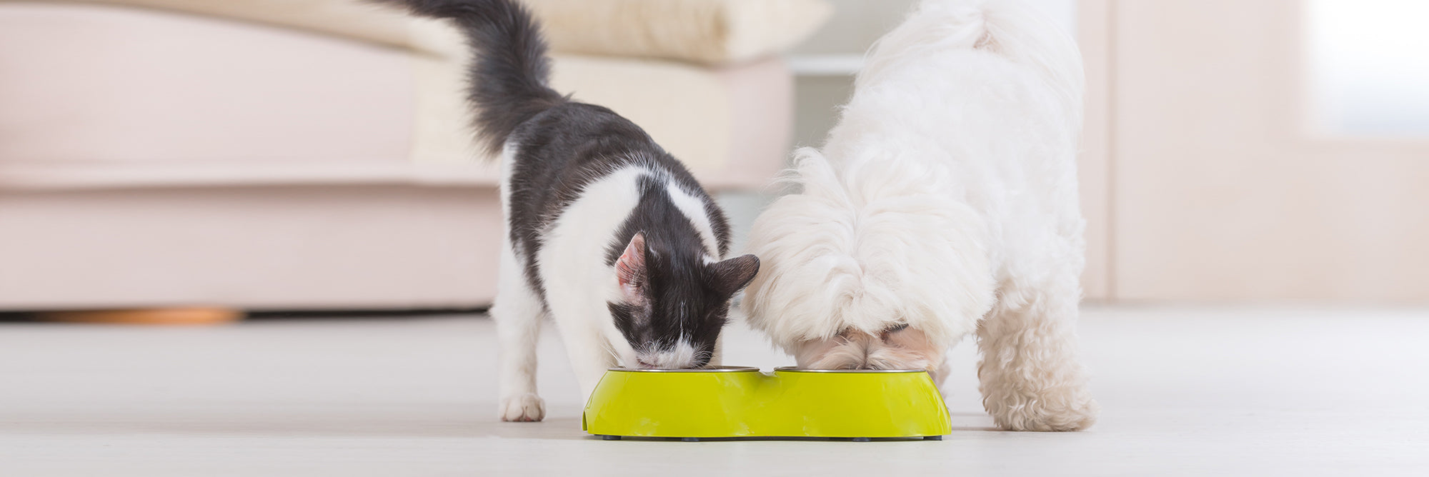 How to keep a dog from eating cat food best sale