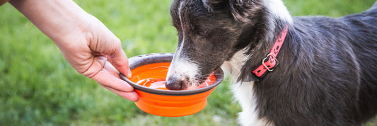 Keeping your pet hydrated this summer