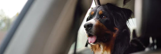 Why you should never leave your dog in a car