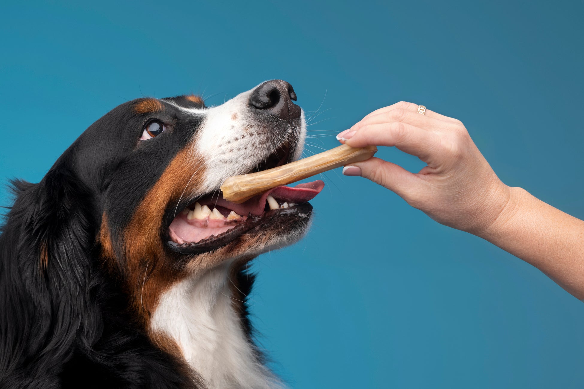 dog dental chews        