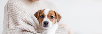 Your new puppy checklist