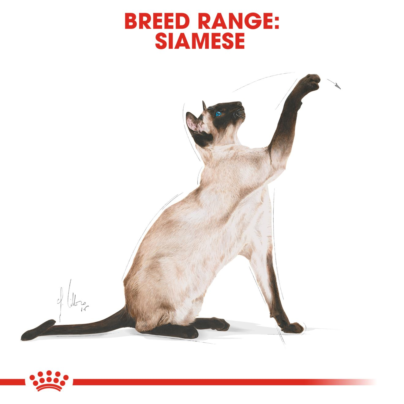 Royal Canin Siamese Adult Dry Cat Food - 10kg