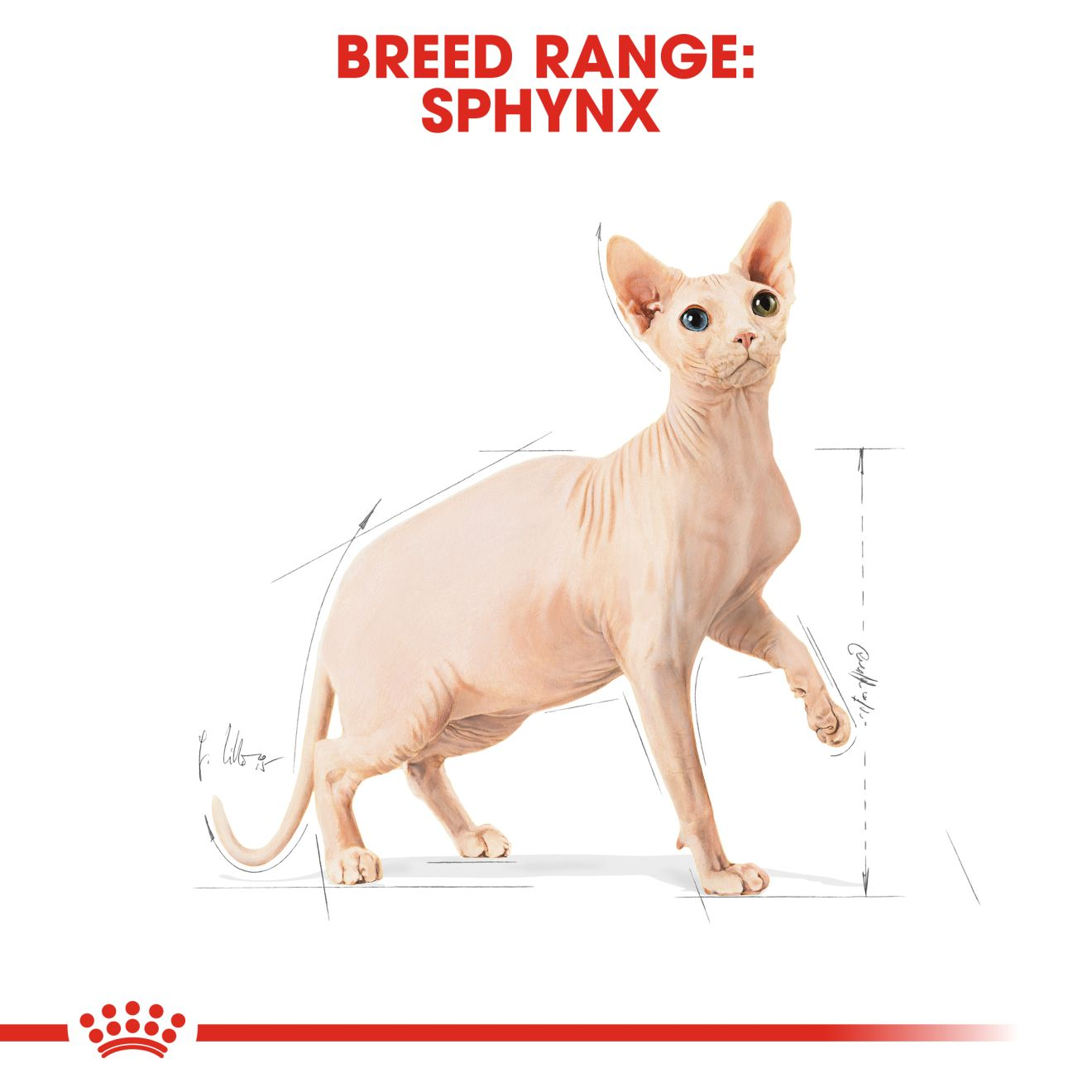 Royal Canin Sphynx Adult Dry Cat Food - 10kg