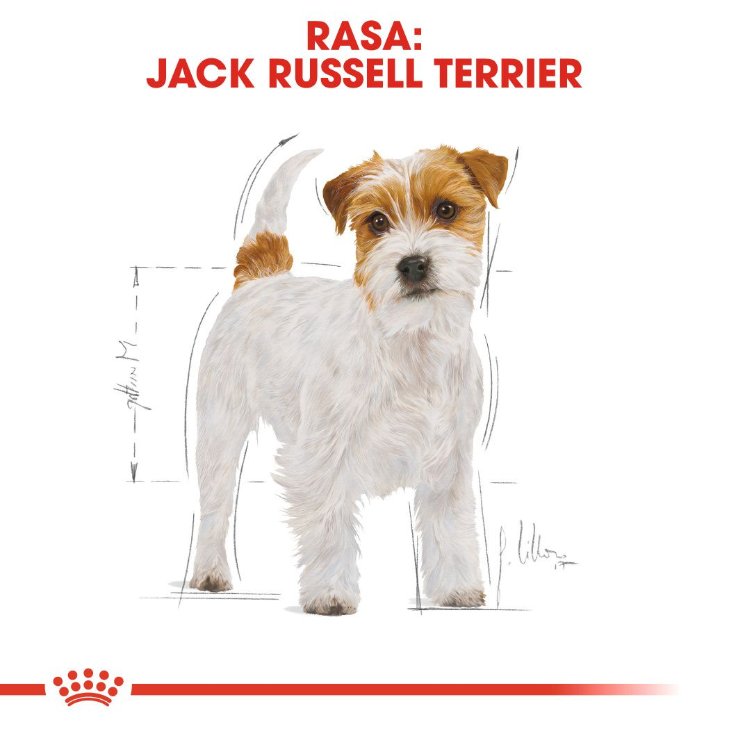 Royal Canin Jack Russell Adult Dry Dog Food - 1.5kg