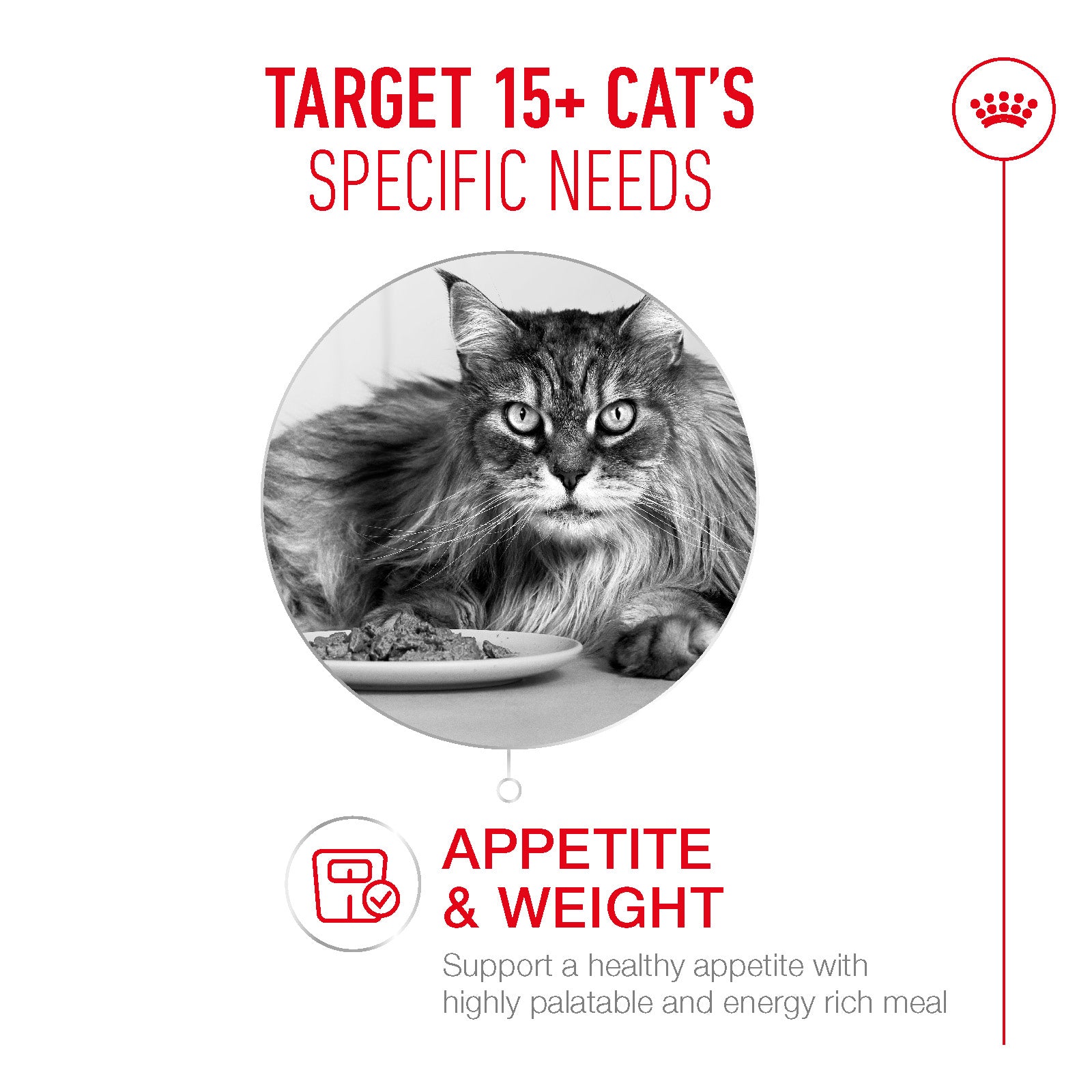 Royal Canin Ageing 15+ Senior Dry Cat Food - 400g, 2kg & 4kg