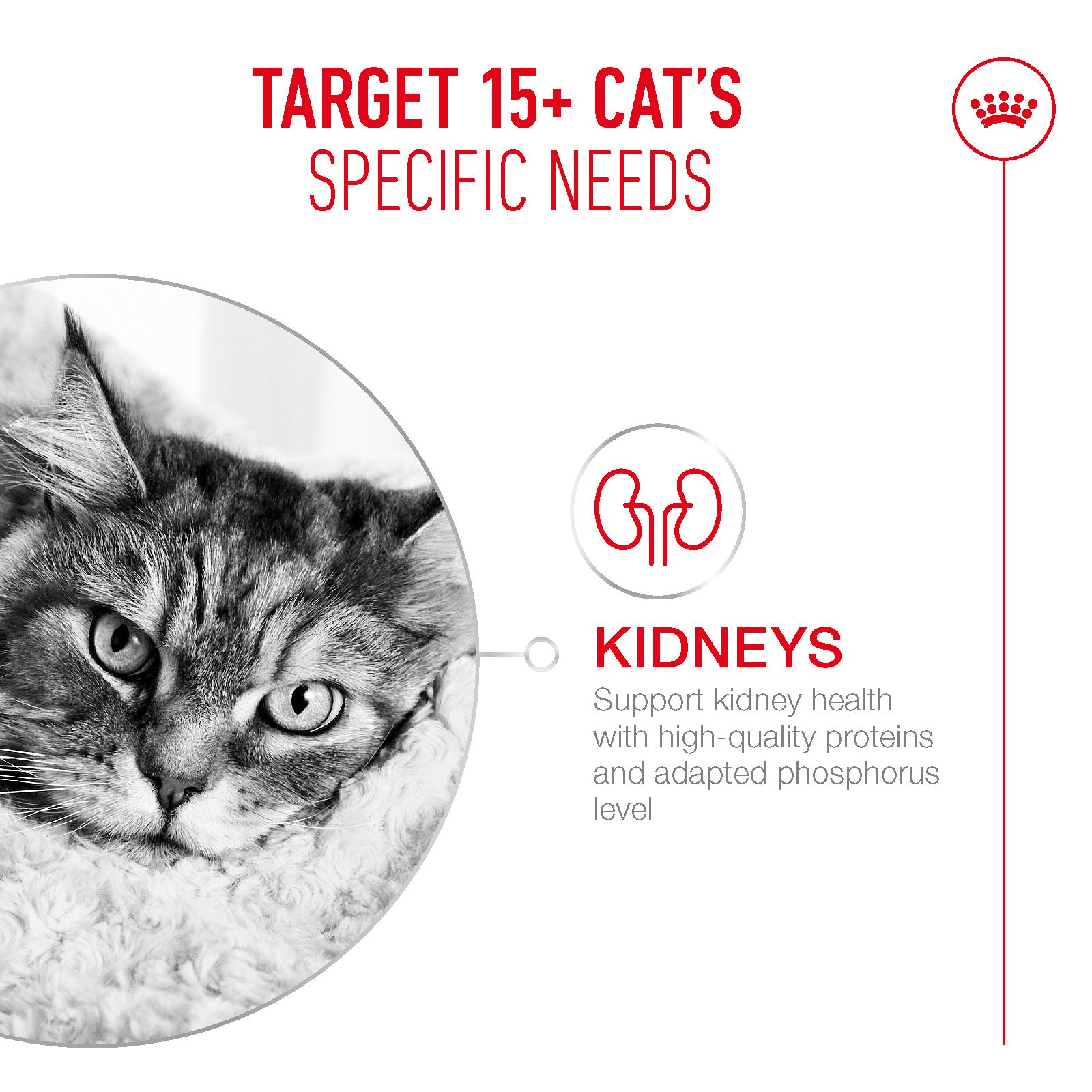 Royal Canin Ageing 15+ Senior Dry Cat Food - 400g, 2kg & 4kg