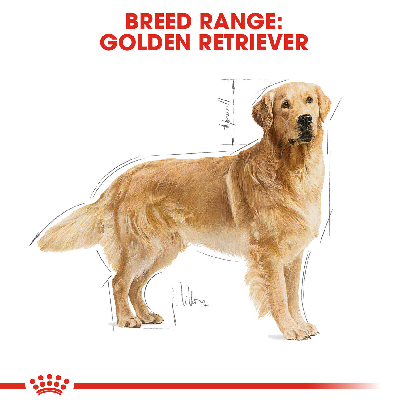 Royal Canin Golden Retriever Adult Dry Dog Food - 15kg