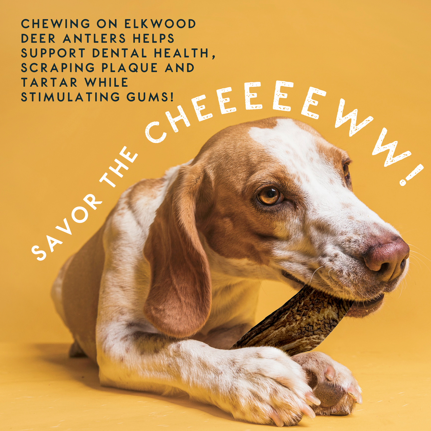 Elkwood 100% Natural Split Antler Chew | Medium