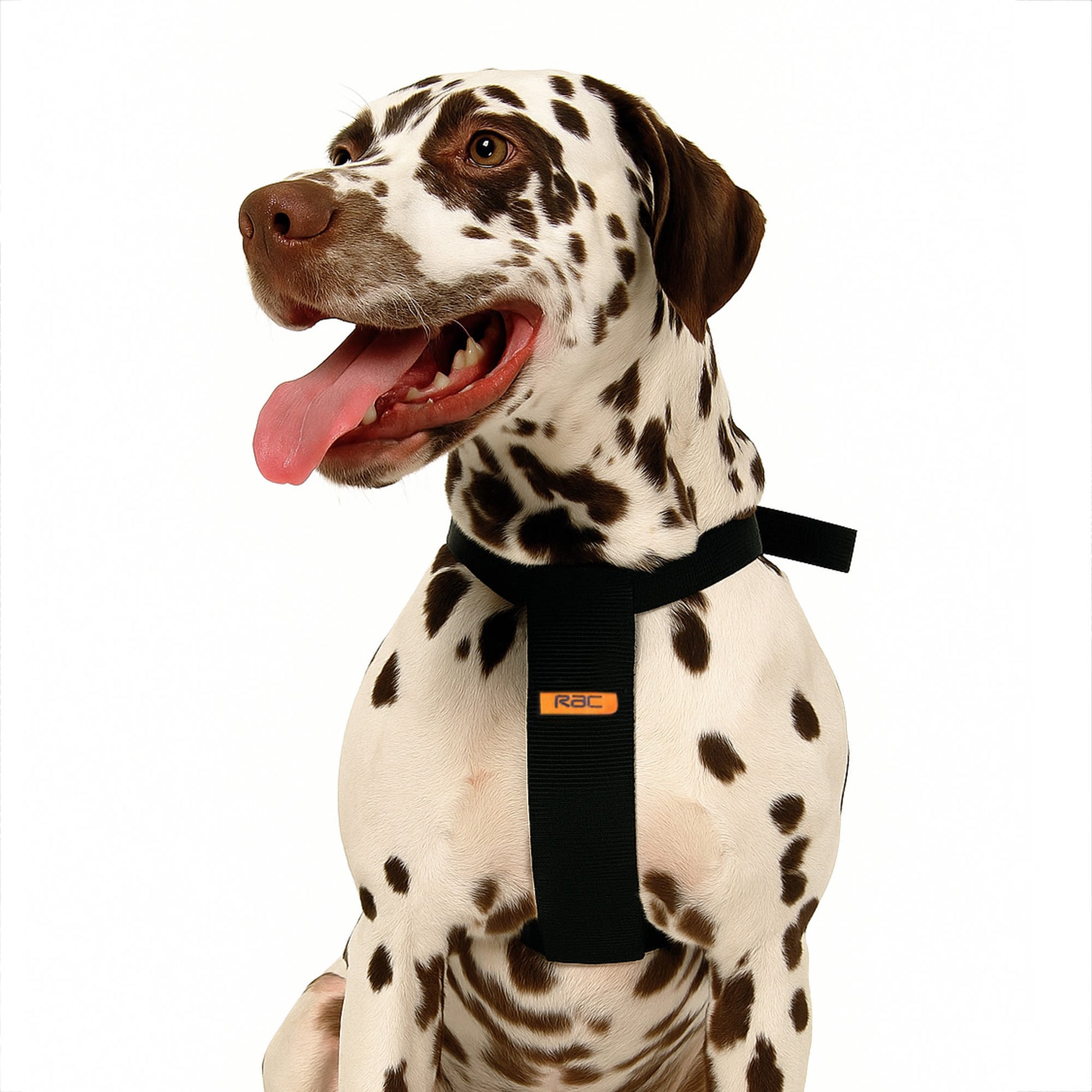 RAC Dog Car Harness