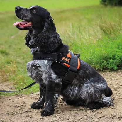 Dog using the Rac Advanced Walking Harness