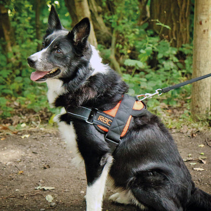 Dog using the Rac Advanced Walking Harness