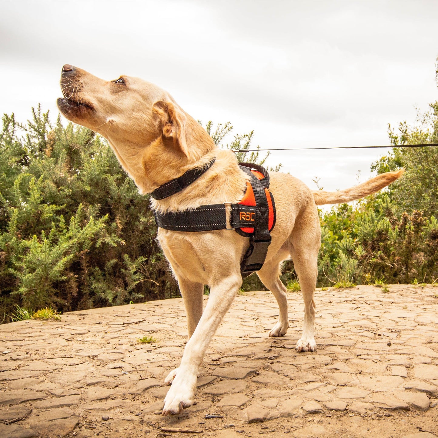 Dog using the Rac Advanced Walking Harness