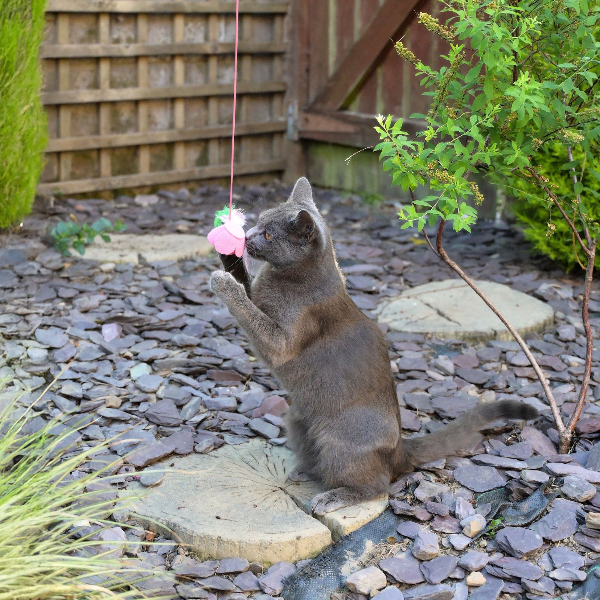 Cath Kidston Dolly Rose Single Rose Cat Teaser Toy - One Size
