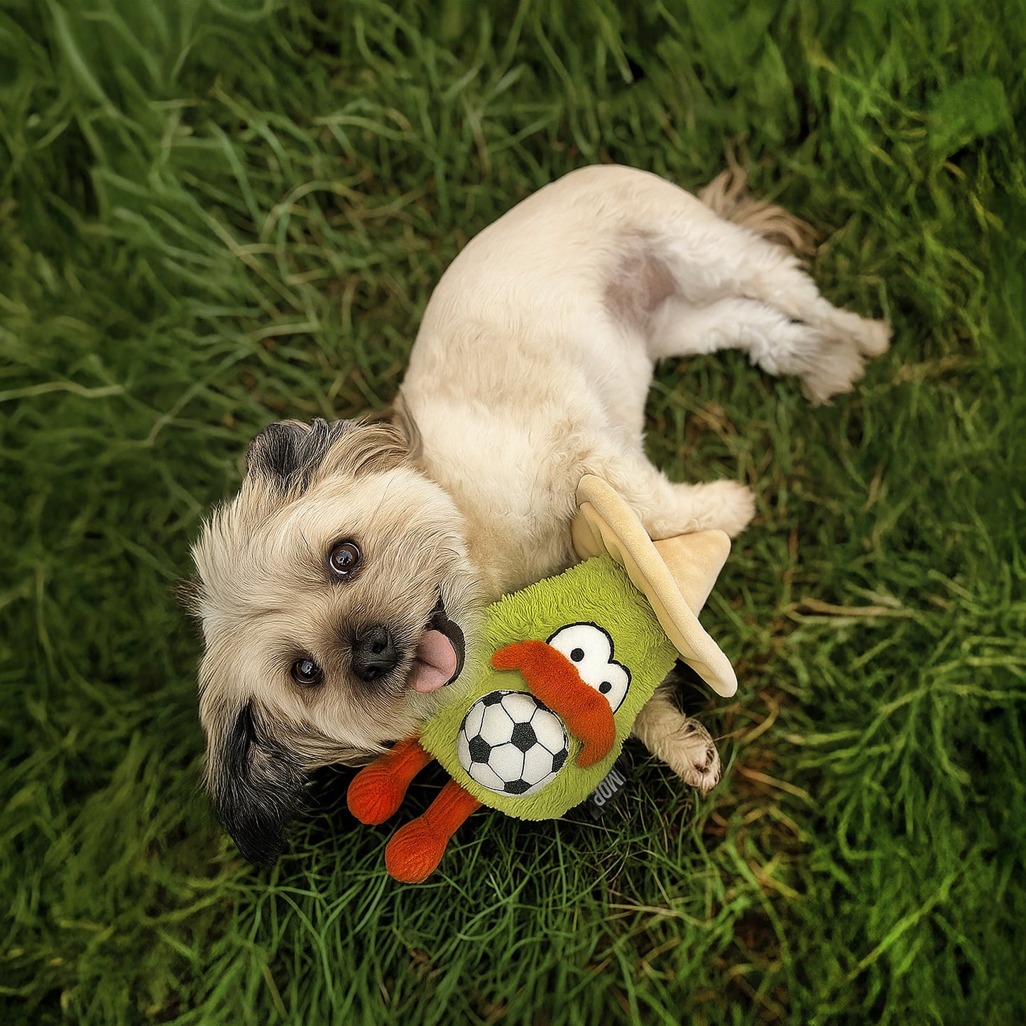 Ministry Of Pets Alfonso the Avocado - Mexico Dog Toy