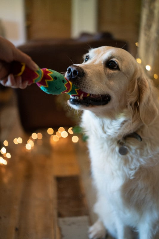 Lifestyle View of Petface Carys Cracker Christmas Dog Toy - One Size