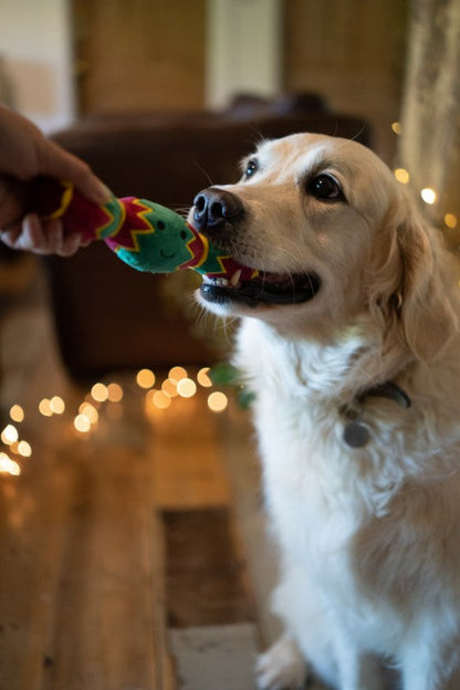 Lifestyle View of Petface Carys Cracker Christmas Dog Toy - One Size