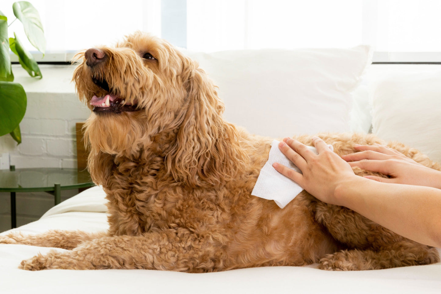 Palmer's for Pets Refreshing Wipes with Cocoa Butter for Dogs