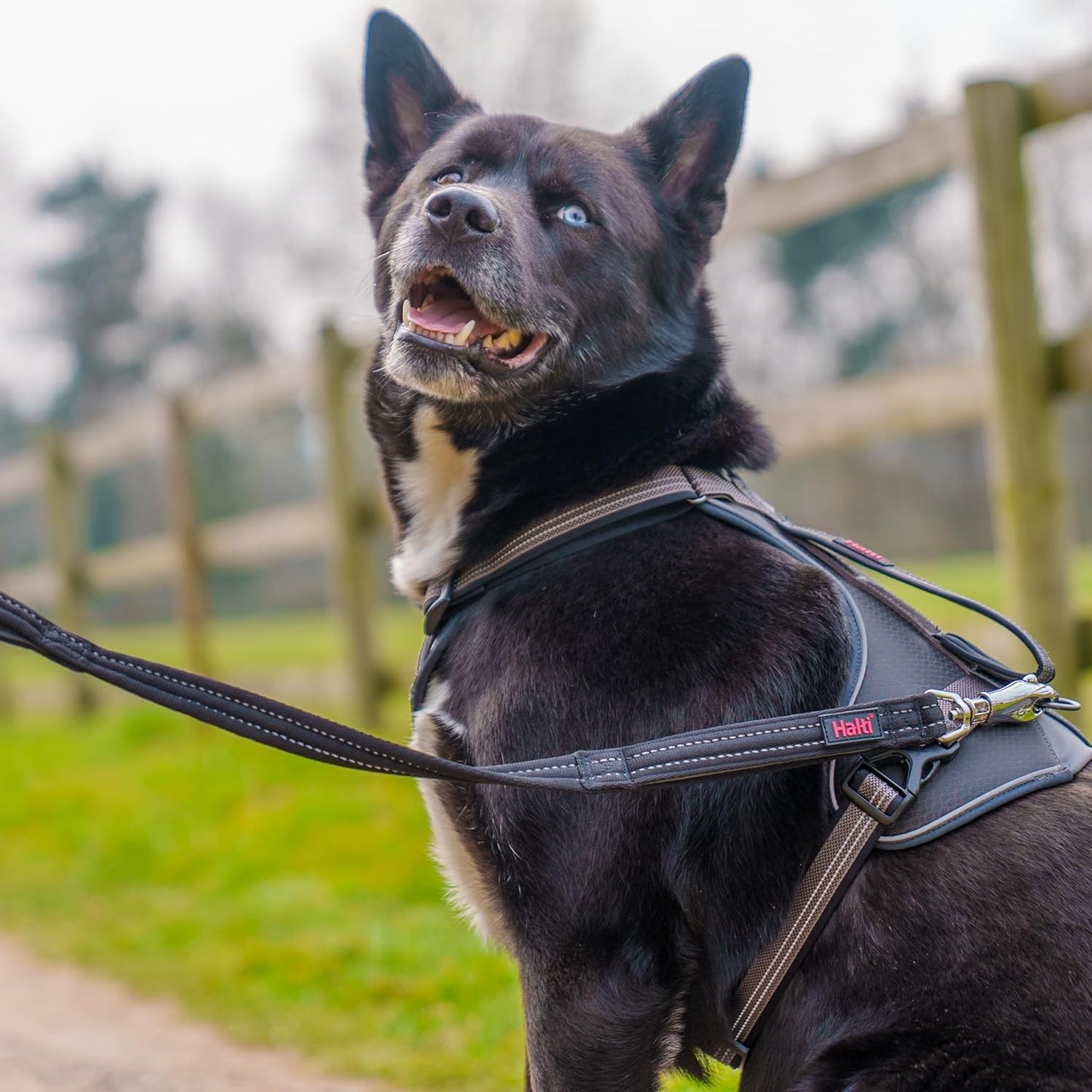 Halti BRIG Safety Dog Lead Black