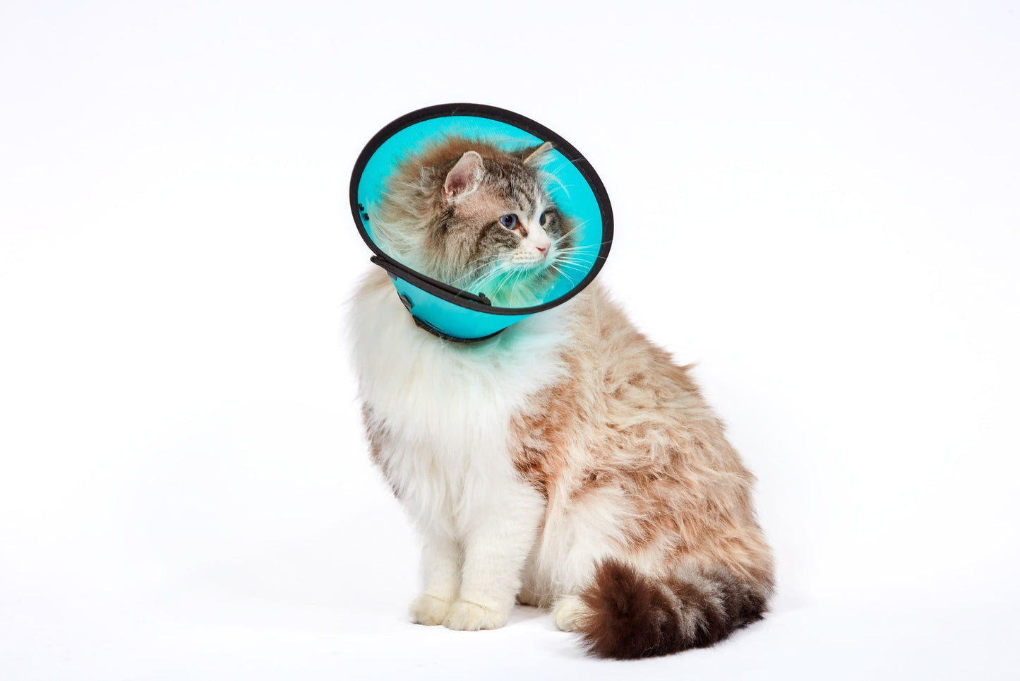 MDC Smart Collar Size 0 for Cats