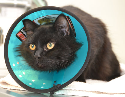 MDC Smart Collar Size 0 for Cats