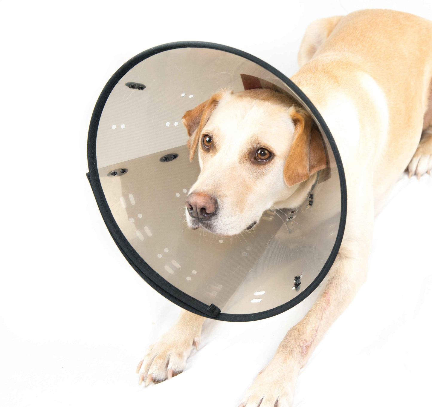 MDC Smart Collar for Dogs