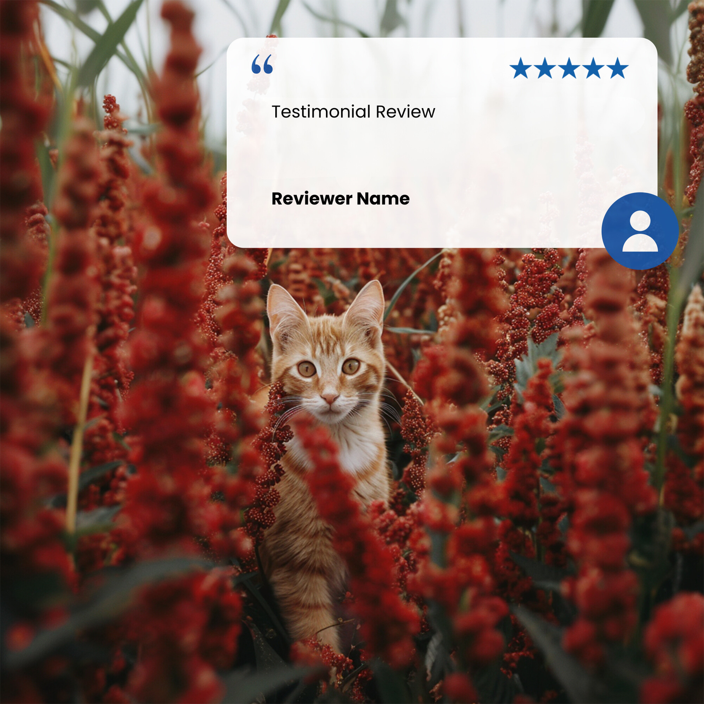 N&D Quinoa Weight Management Adult Wet Cat Food