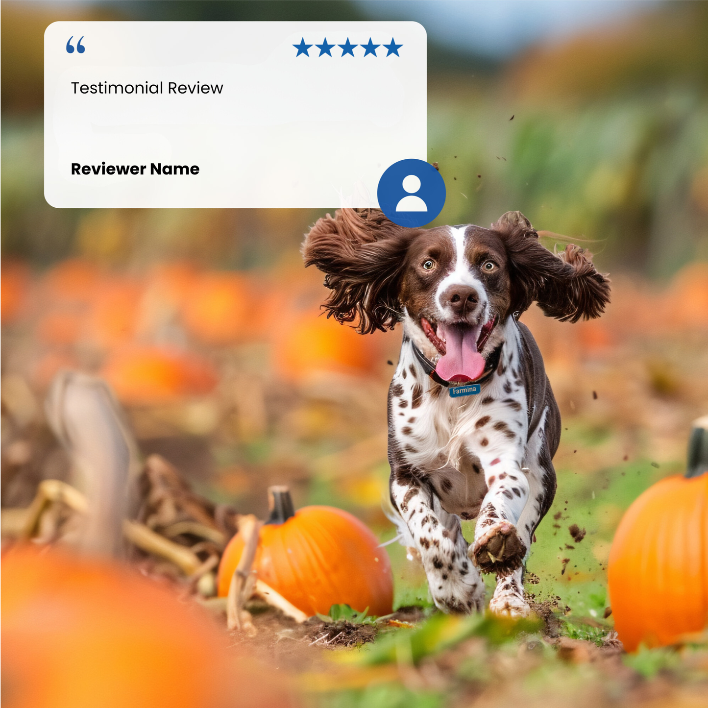 N&D Pumpkin Adult Wet Dog Food - Duck & Pumpkin