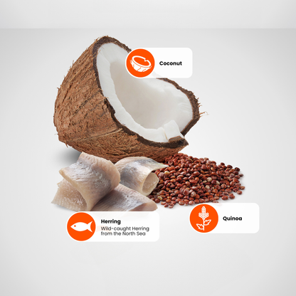 N&D Quinoa Skin & Coat Adult Wet Dog Food - Herring & Coconut