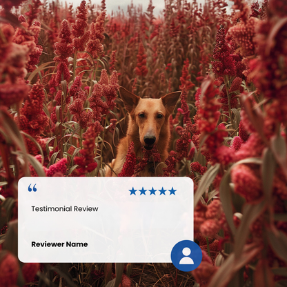 N&D Quinoa Skin & Coat Adult Wet Dog Food - Herring & Coconut