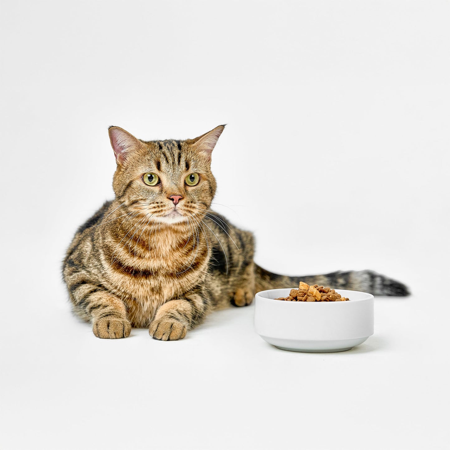 Real Simplicity Grain Free Kibble Wild Caught Tuna Adult Dry Cat Food