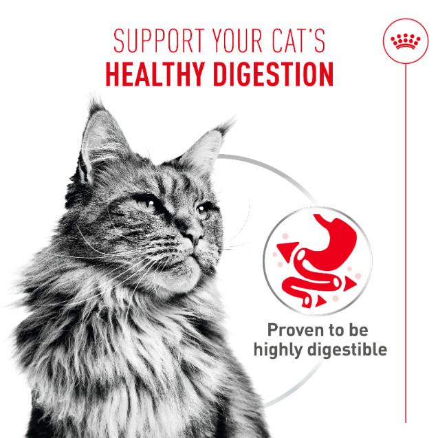 Royal Canin Digestive Care Airlift Mousse Adult Wet Cat Food