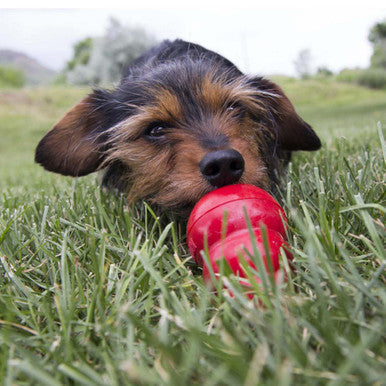 Kong Easy Treat for Dog - Liver