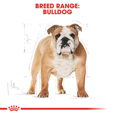 Royal Canin Bulldog Adult Dry Dog Food - Original