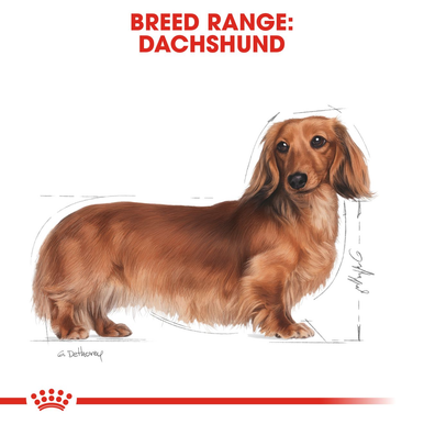 Royal Canin Dachshund Adult Dry Dog Food