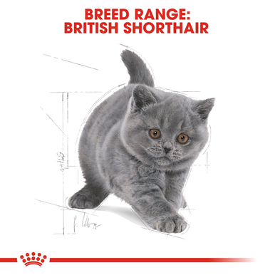 Royal Canin British Shorthair Kitten Cat Dry