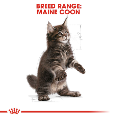 Royal Canin Kitten Maine Coon Dry Cat Food