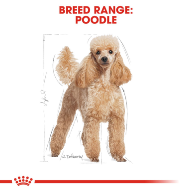 Royal Canin Poodle Adult Dry Dog Food