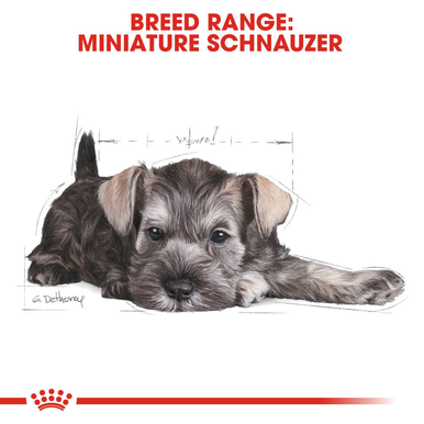 Royal Canin Miniature Schnauzer Puppy Dry Dog Food