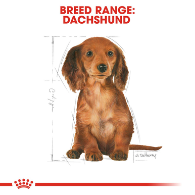 Royal Canin Dachshund Puppy Dry Dog Food