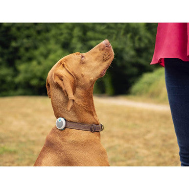 Sure Petcare Animo Activity & Behaviour Monitor for Dog