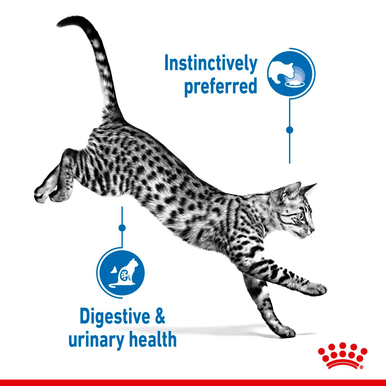 Royal Canin Indoor Adult Sterilized Wet Cat Food - Gravy