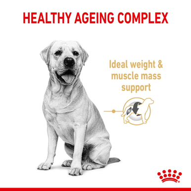 Royal Canin Labrador Retriever Ageing Adult 5+ Dry Dog Food