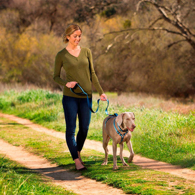 Halti Blue Dog Walking Harness