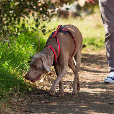 Halti Blue Dog Walking Harness