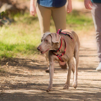 Halti Blue Dog Walking Harness