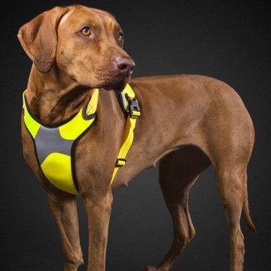 Hurtta Lifeguard Dazzle Harness Yellow