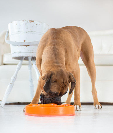 Outward Hound Fun Feeder Coral Design Slow Dog Bowl