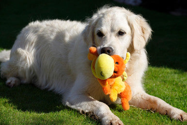 Petface Buddies Caterpillar Dog Toy