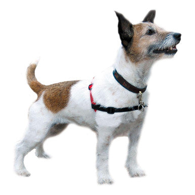 Halti Front Control Dog Training Harness